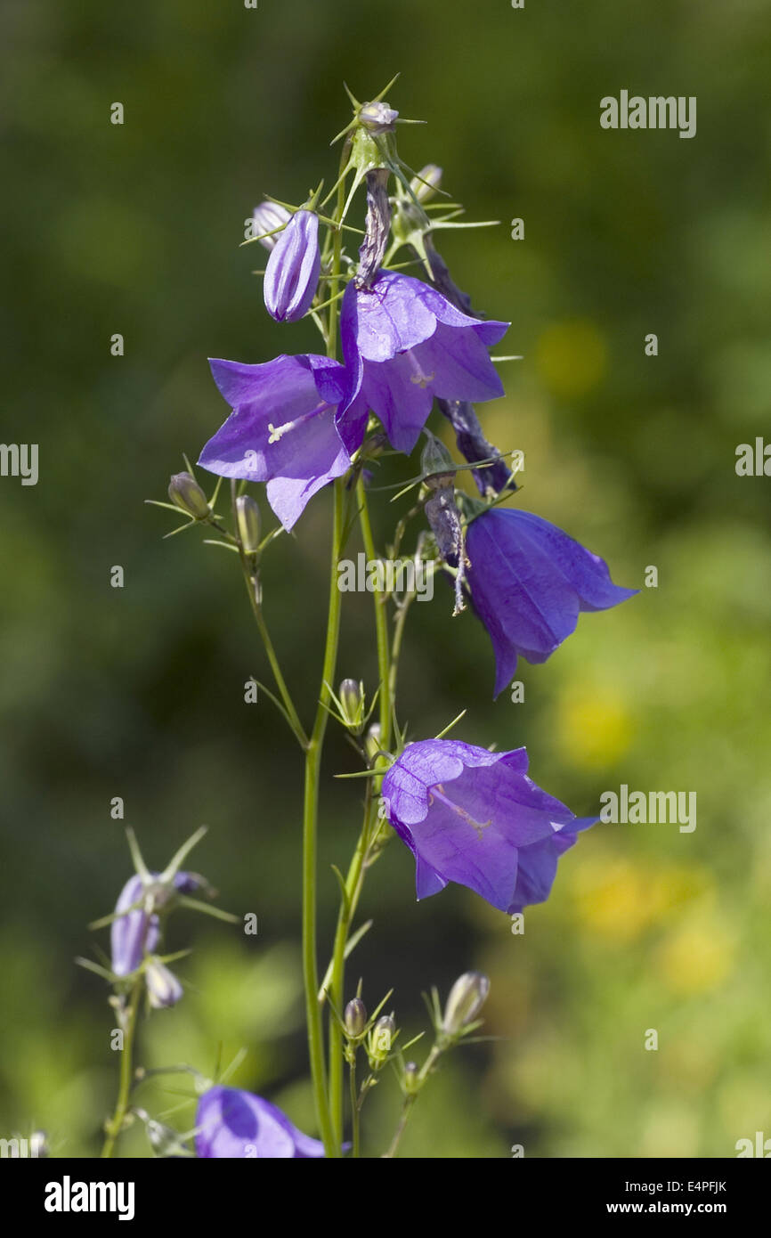 baumgarten`s bellflower, campanula baumgartenii Stock Photo